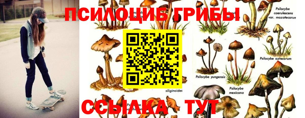 Псилоцибиновые грибы Psilocybe Заринск
